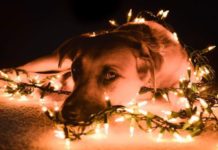 Black Mouth Cur Black Mouth Cur