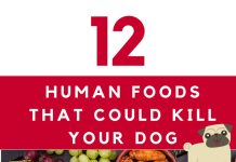 12 Human Foods That Could Kill Your Dog