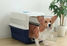 Best Dog Crates for Home, Travel & Training – What to Buy and Why