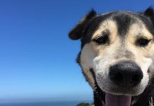 German Shepherd Husky Mix German Shepherd Husky Mix