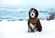 Sheepadoodle Sheepadoodle