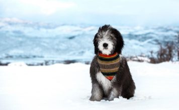 Sheepadoodle Sheepadoodle