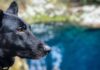 9 Things You Didn’t Know About The Black German Shepherd Black German Shepherd