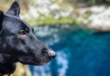 9 Things You Didn’t Know About The Black German Shepherd Black German Shepherd