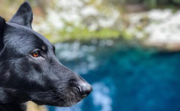 9 Things You Didn’t Know About The Black German Shepherd Black German Shepherd
