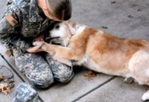 Old Dog Begins To Cry When She Sees Her Best Friend Return From The Army