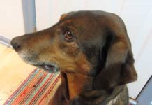 Mom Asks Dog If He Ate Off The Counter, His ‘Guilty Plea’ Has The Internet In Hysterics