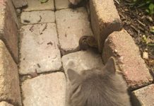 Cat Becomes Friends With A Chipmunk, Won’t Stop Cuddling