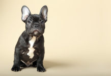 French Bulldog 101 – Everything You Need to Know About French Bulldog