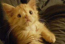 Stray kitten with a facial defect called ‘too ugly’ to be adopted