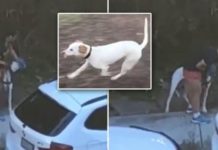 She Was Filmed Appearing To Suffocate Her Dog With A Plastic Bag, The Hunt Is On For Her!