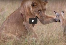 Amazing!! Animal Saves Another Animal
