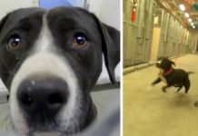 Death Row Dog Freaks Out When He Realizes He’s Being Adopted Into a New Loving Family