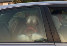 Nurse fleeing California wildfires puts horse in car, picture goes viral