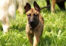 Belgian Malinois Breed Guide