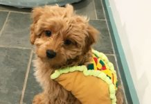 Everything You Need to Know About a Cavapoo