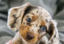 Everything You Need to Know About a Dachshund