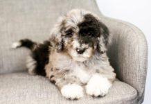 Aussiedoodles: Super-Smart Hybrid Can Almost Read Your Mind