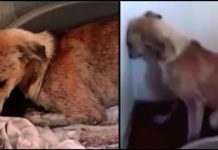 Dog Rescued From Abuse Won’t Stop Facing Wall, Until Another Dog Steps In