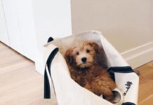 The Ultimate Guide to the Australian Labradoodle