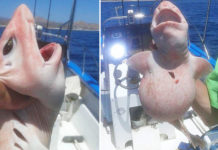 Charter fishermen caught an ‘alien fish’ with strange eyes and pink skin, shocked to learn what it is