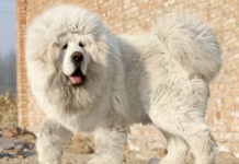Tibetan Mastiff – Information, Characteristics, Facts, Names