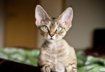 The Most ADORABLE Cats with Big Ears