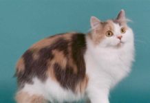 Tailless Cats and Cats with Short Tails