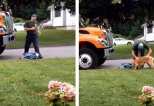 A Dog Can’t Wait To See the Garbage Truck Driver