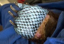 Two bears were badly burned in wildfires, and fish skin helped heal them