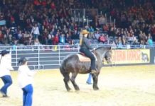 Horse’s Favourite Song Begins To Play, He Winks At His Owner, And Then Surprises Everyone