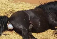 Pregnant Horse Lies Down To Give Birth…Then Her Owners Are Shocked To See An Impossible Miracle