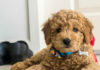 8 Things to Know About the Miniature Goldendoodle