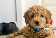 8 Things to Know About the Miniature Goldendoodle