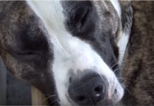 Preganant Dog Held Secret In Her Belly. Dad Films Birth, Nearly Drops The Camera