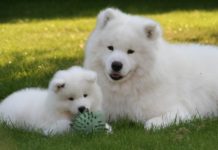 11 Big Fluffy Dog Breeds Perfect To Cuddle With
