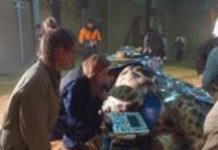 Australian Zoo Castrates Giraffe With Prostate Problems.