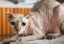 Top 15 Ugliest Cat Breeds in the World