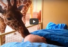 Giraffes Give Special Gift To The Dying Man Who Looked After Them