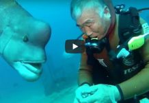A Japanese Diver’s 25-Year Friendship With a Local Fish