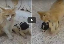 Motherless Puppy is Crying for Someone to Save Him. Cat Hears Him and Her Reaction is Just Precious!