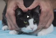 Please enjoy the world’s calmest video: A 7-minute tutorial on how to pick up a cat