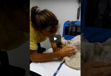 Deaf, Blind 20-Year-Old Cat Waits Months On Florida Beach For Owner’s Return