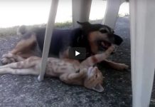 Peggy Is The Sweetest Dog. Watch Her Play With Two Foster Kittens