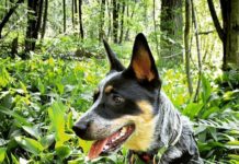 Everything You Want To Know About Blue Heeler