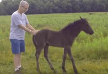 Tiny horse won’t leave man after being petted — But her next trick has left the internet howling