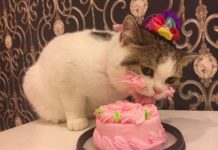 Adorable Pictures Of Cat Enjoying Cake On His Birthday