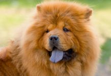 5 Things to Know About Chow Chows