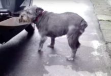 Dog Can’t Find Her Way Home For 6 Days, Cries Real Tears When Owner Finally Finds Her