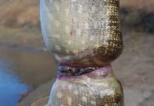 This Viral Photograph Of A Fish Growing Around Plastic Ring Will Break Your Heart